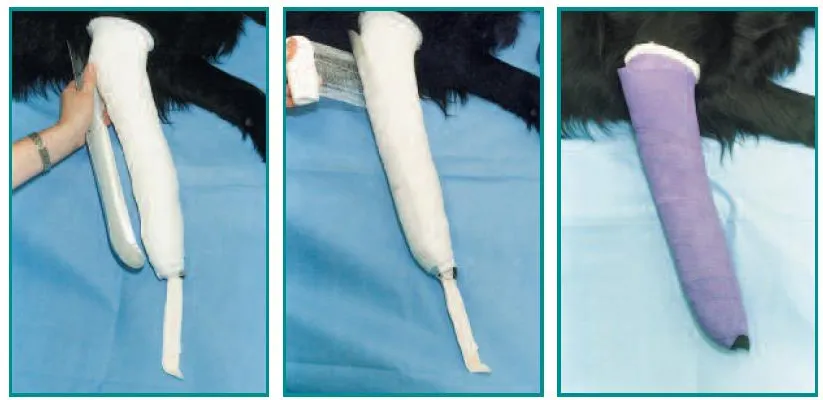 Férula colocada en el miembro anterior de un perro