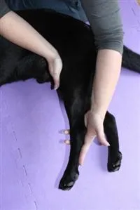 Perro acostado de lado mientras una persona le sujeta la rodilla y el tarso del miembro pélvico