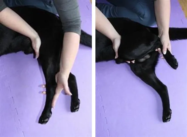 Extensión y flexión de la rodilla de un perro acostado de lado