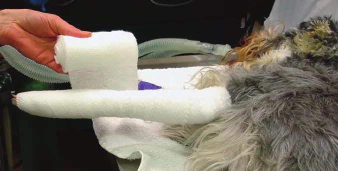 Aplicación del acolchado en el miembro torácico de un perro acostado de lado