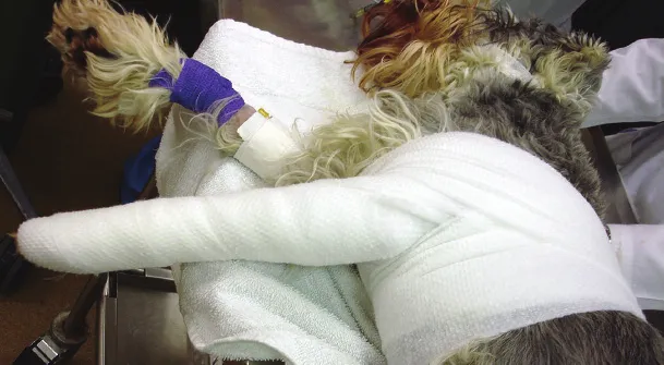Acolchado que rodea el torso y el miembro torácico del perro