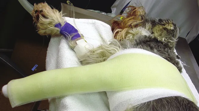 Férula de material termoplástico verde moldeada sobre el miembro y el lomo del perro