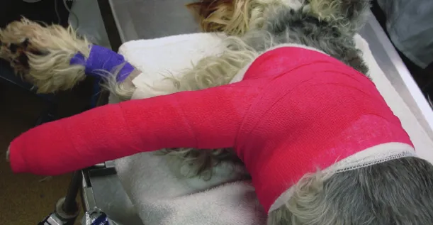 Perro sedado con una férula spica terminada que cubre el miembro torácico y el tórax
