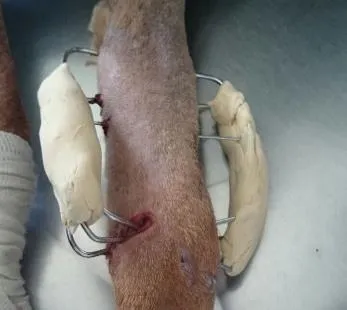 Miembro de un perro con fijador externo de barras de acrílico y clavos