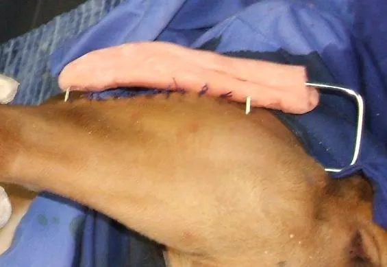 Perro con fijador tied in colocado en el miembro posterior