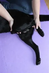 Flexión de la rodilla del perro durante la fisioterapia