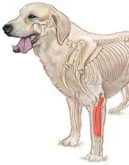 Ilustración de un perro con el radio del miembro anterior resaltado en rojo