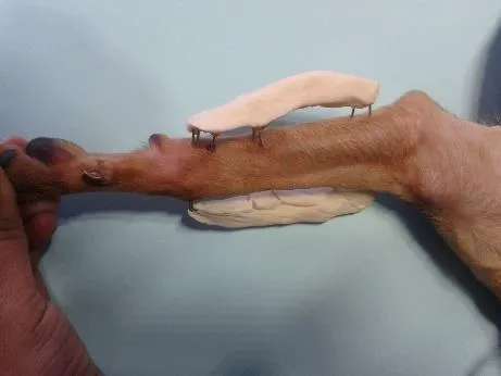 Miembro anterior de un perro con fijador externo de barras de acrílico