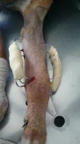 Antebrazo de un perro con fijador externo y clavos en la piel