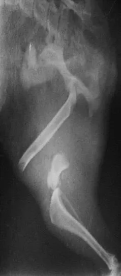 Radiografía de fractura de fémur cerca de la rodilla en un cachorro
