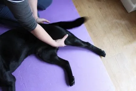 Flexión y extensión de la cadera del perro durante la fisioterapia