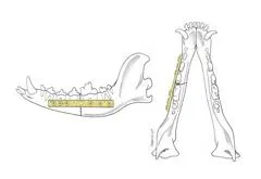 Esquema de mandíbula de perro reparada con placa y tornillos