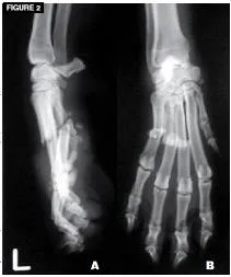 Radiografías de fracturas de metacarpos en un perro