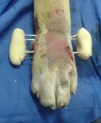 Pata de un perro con fijador externo: clavos unidos a barras de acrílico a cada lado