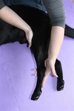 Extensión de la rodilla del perro durante la fisioterapia