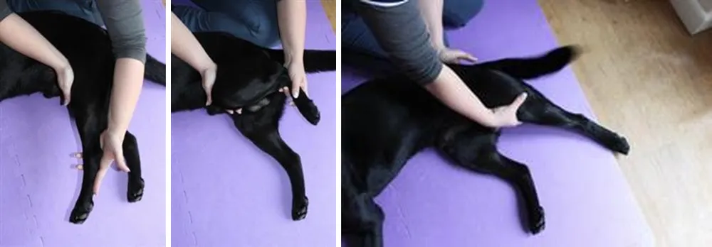 Fisioterapia en casa: perro acostado de lado mientras se flexiona y extiende la rodilla y la cadera