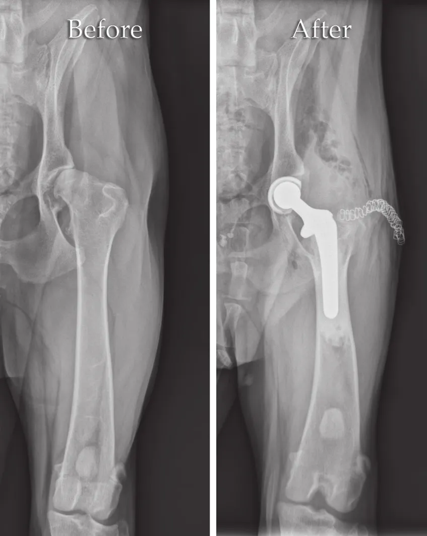 Radiografías de la cadera de un perro antes y después del reemplazo total de cadera