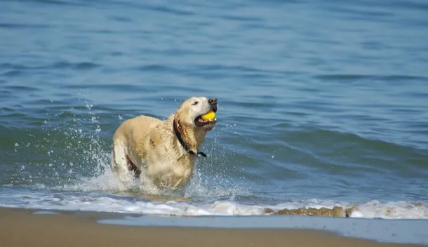 Perro corriendo en la orilla del mar con una pelota en el hocico