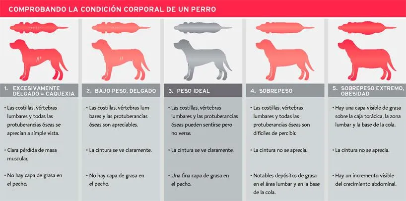 Tabla de condición corporal de un perro, del bajo peso a la obesidad